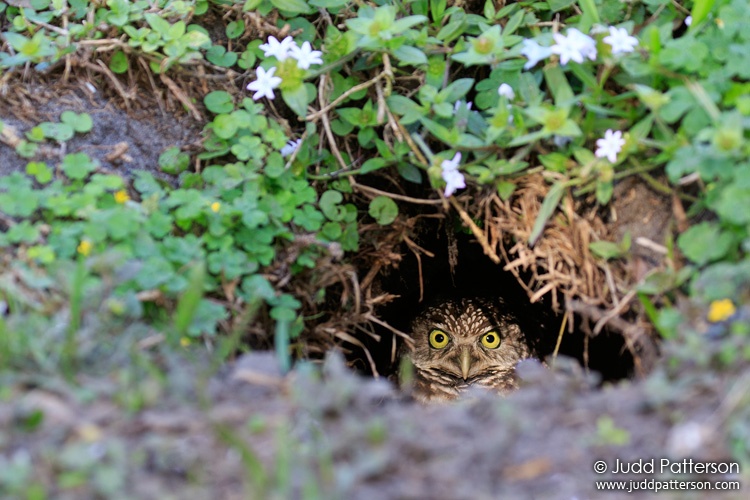 Burrowing Owl, Plantation, Florida, United States